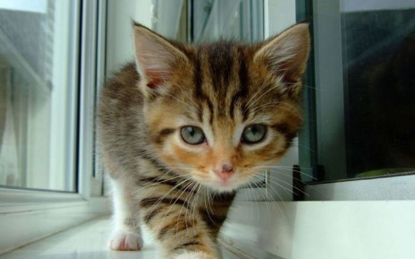 kitten on windowsill