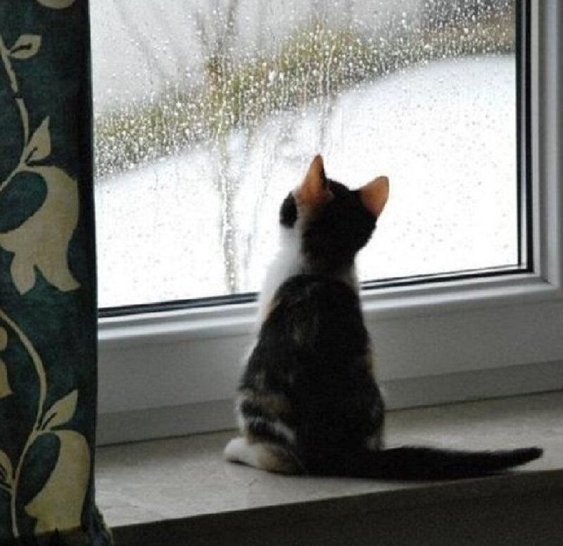 Kitten on Windowsill — Black