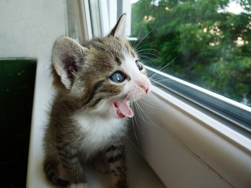 Kitten on Windowsill — Brown