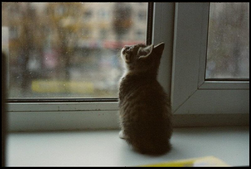 Kitten on Windowsill — Gray