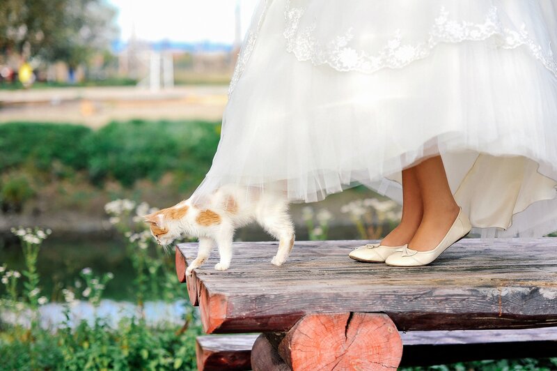 Kitten on Wooden Bench — White