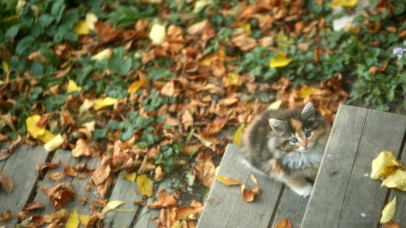 kitten on wooden bench