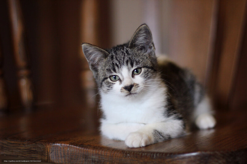 kitten on wooden chair