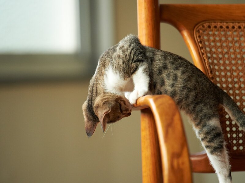 kitten on wooden chair