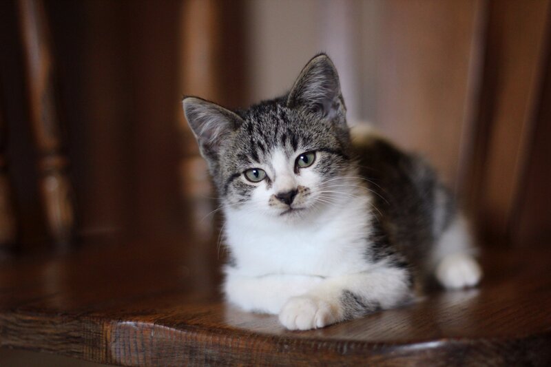kitten on wooden chair
