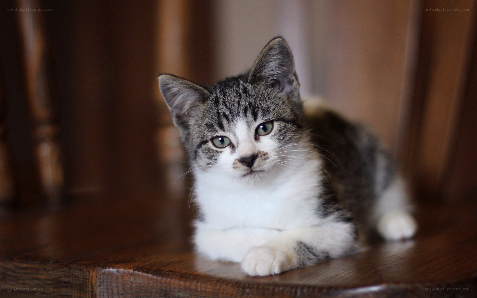 kitten on wooden chair