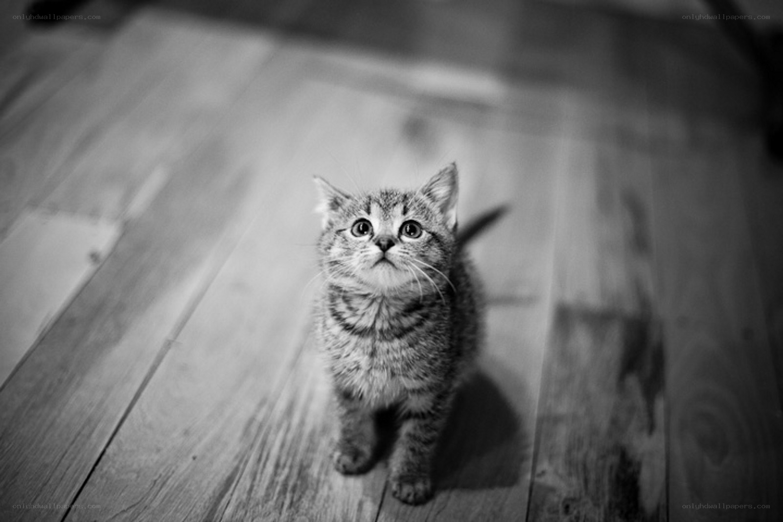 kitten on wooden floor