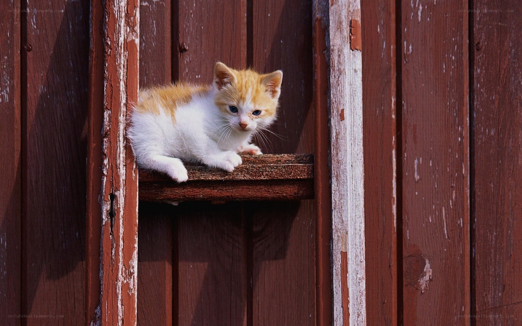 kitten on wooden shelf