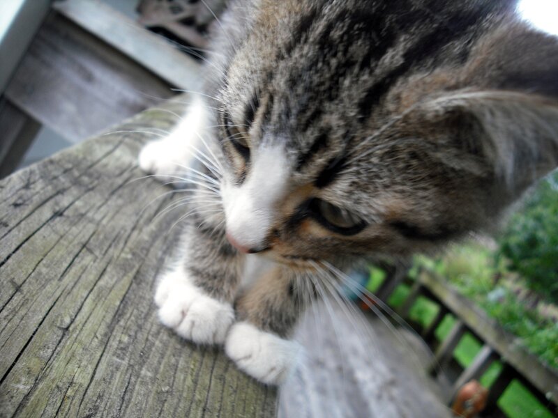 kitten on wooden surface
