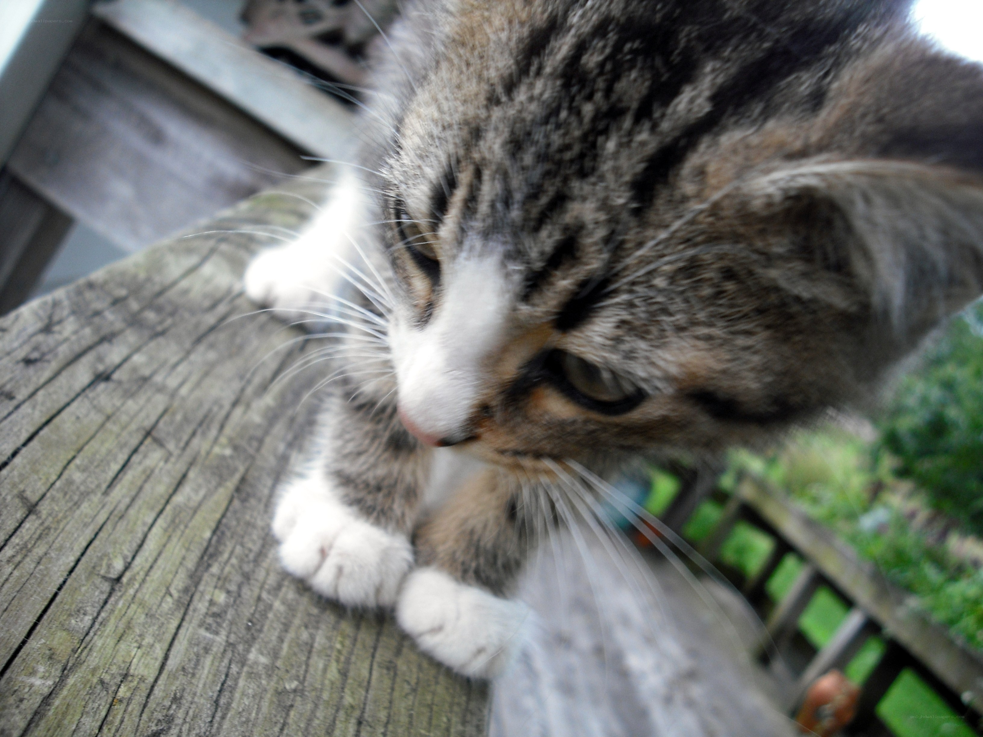 kitten on wooden surface