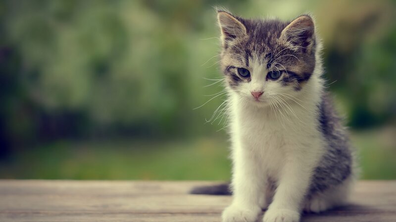 Kitten on Wooden Surface — White