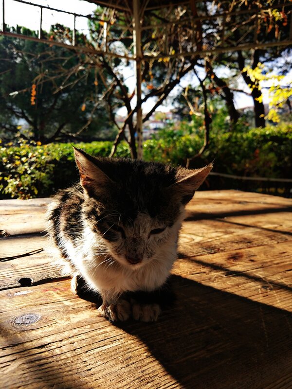 Kitten on Wooden Table