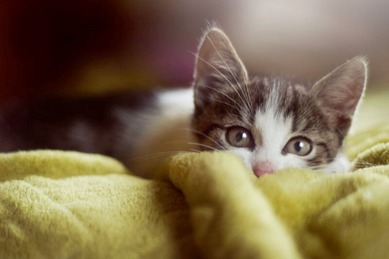 Kitten on Yellow Blanket — Curious