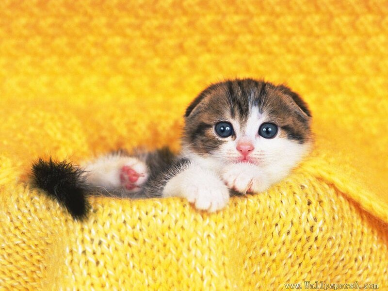 Kitten on Yellow Blanket
