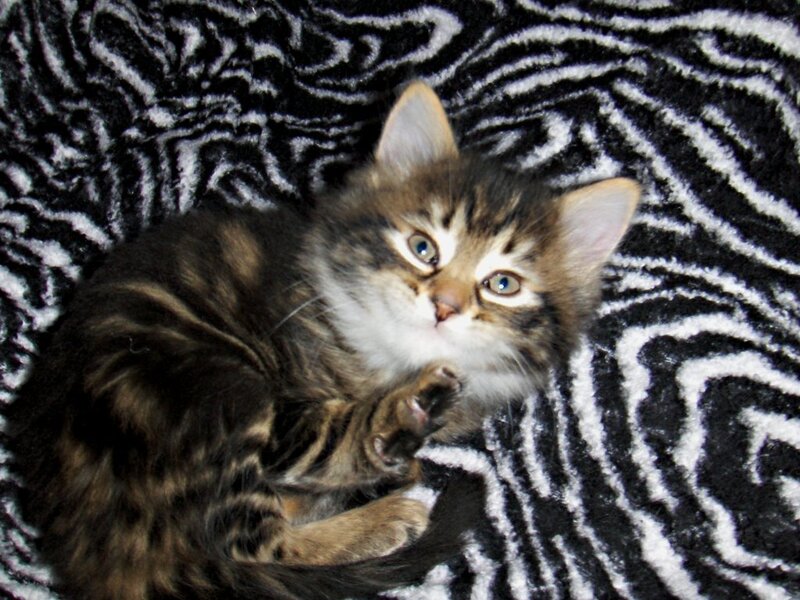 kitten on zebra blanket