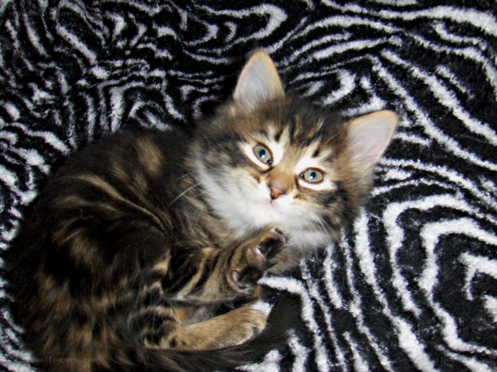 kitten on zebra blanket