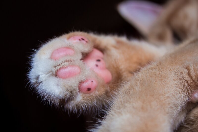 Kitten Paw Close-up