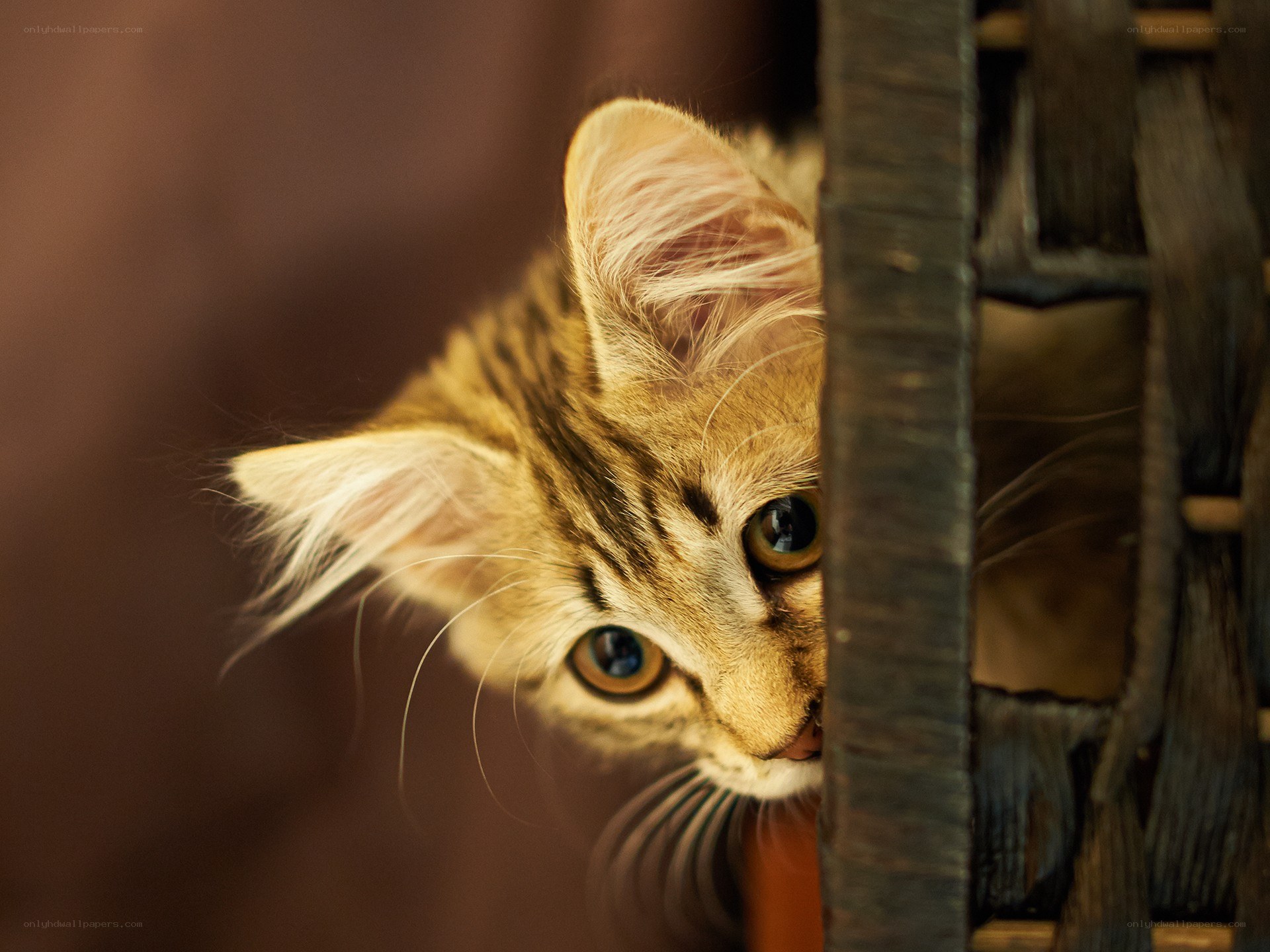 kitten peeking from basket