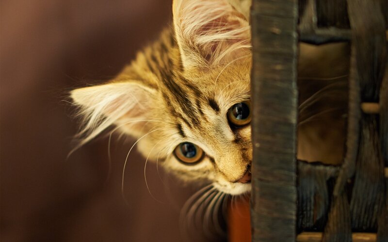 kitten peeking from basket
