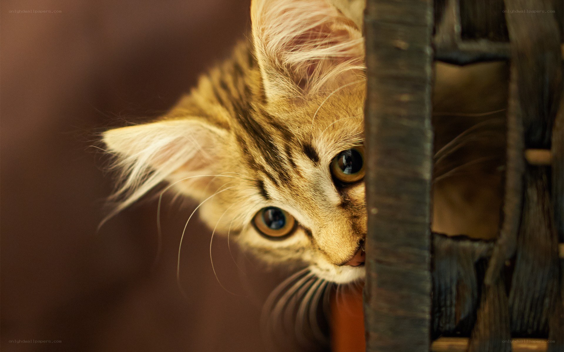 kitten peeking from basket