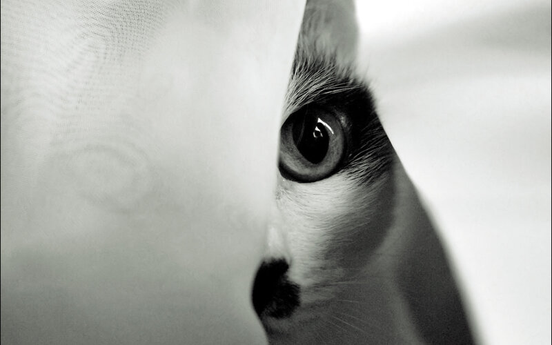 Kitten Peeking from Behind — Black