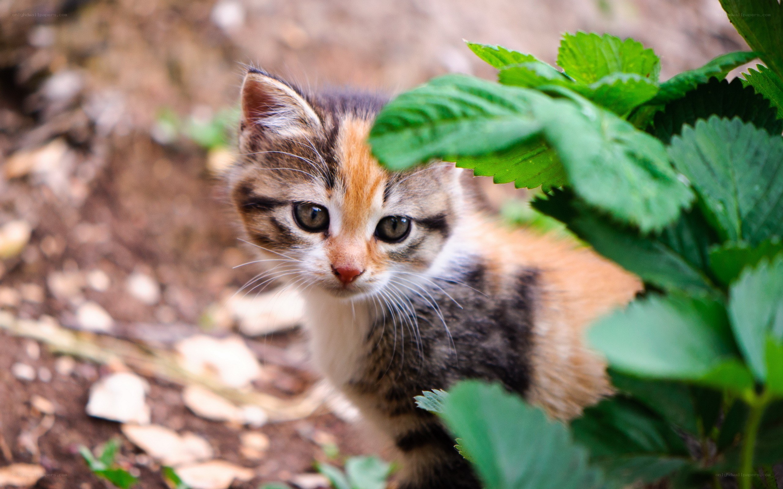 kitten peeking from behind leaves