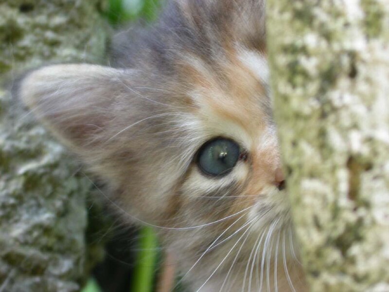 kitten peeking from behind tree