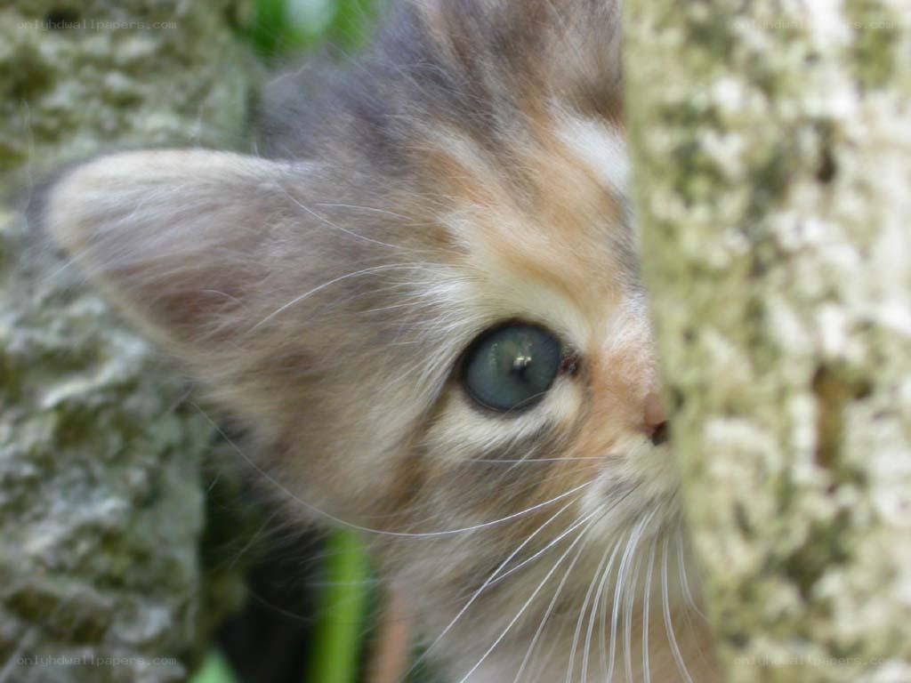 kitten peeking from behind tree