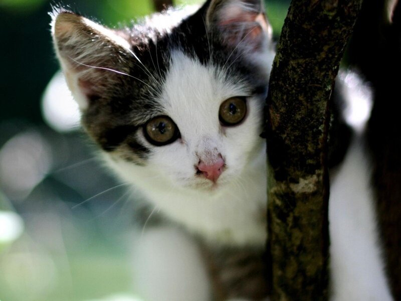 kitten peeking from behind tree