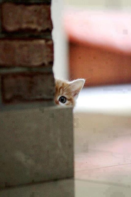 kitten peeking from behind wall