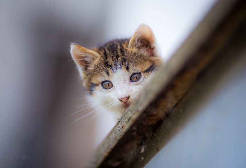 Kitten Peeking from Behind — White