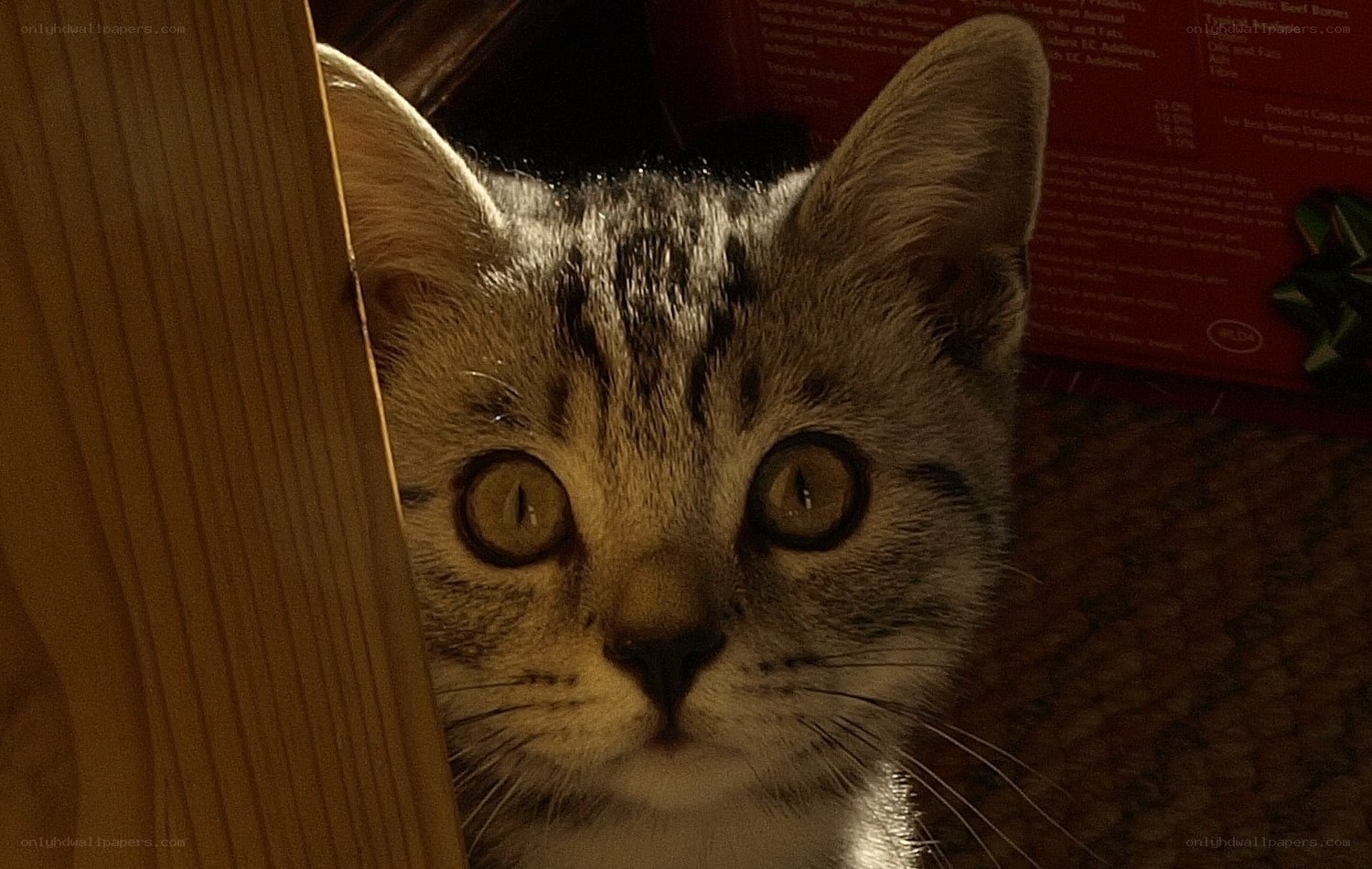 kitten peeking from behind wood