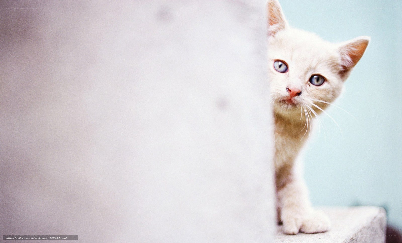 kitten peeking from behind