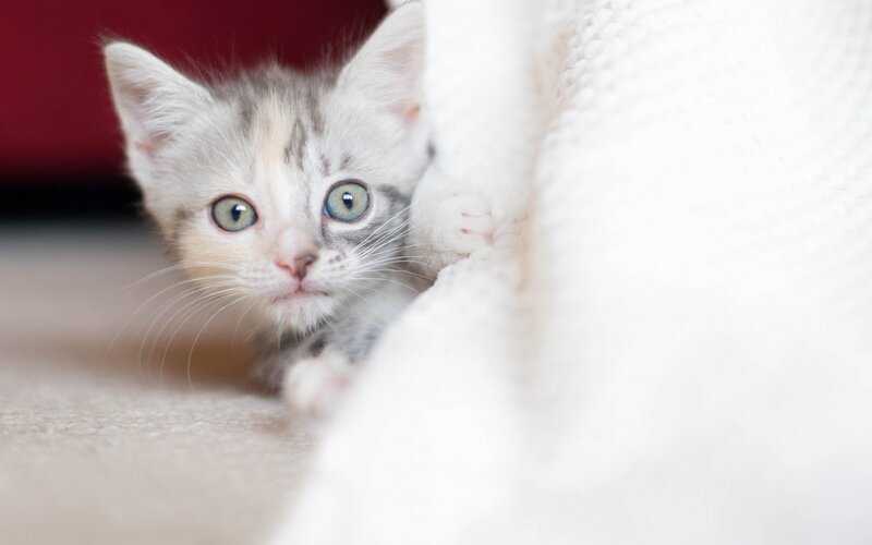Kitten Peeking from Blanket — White