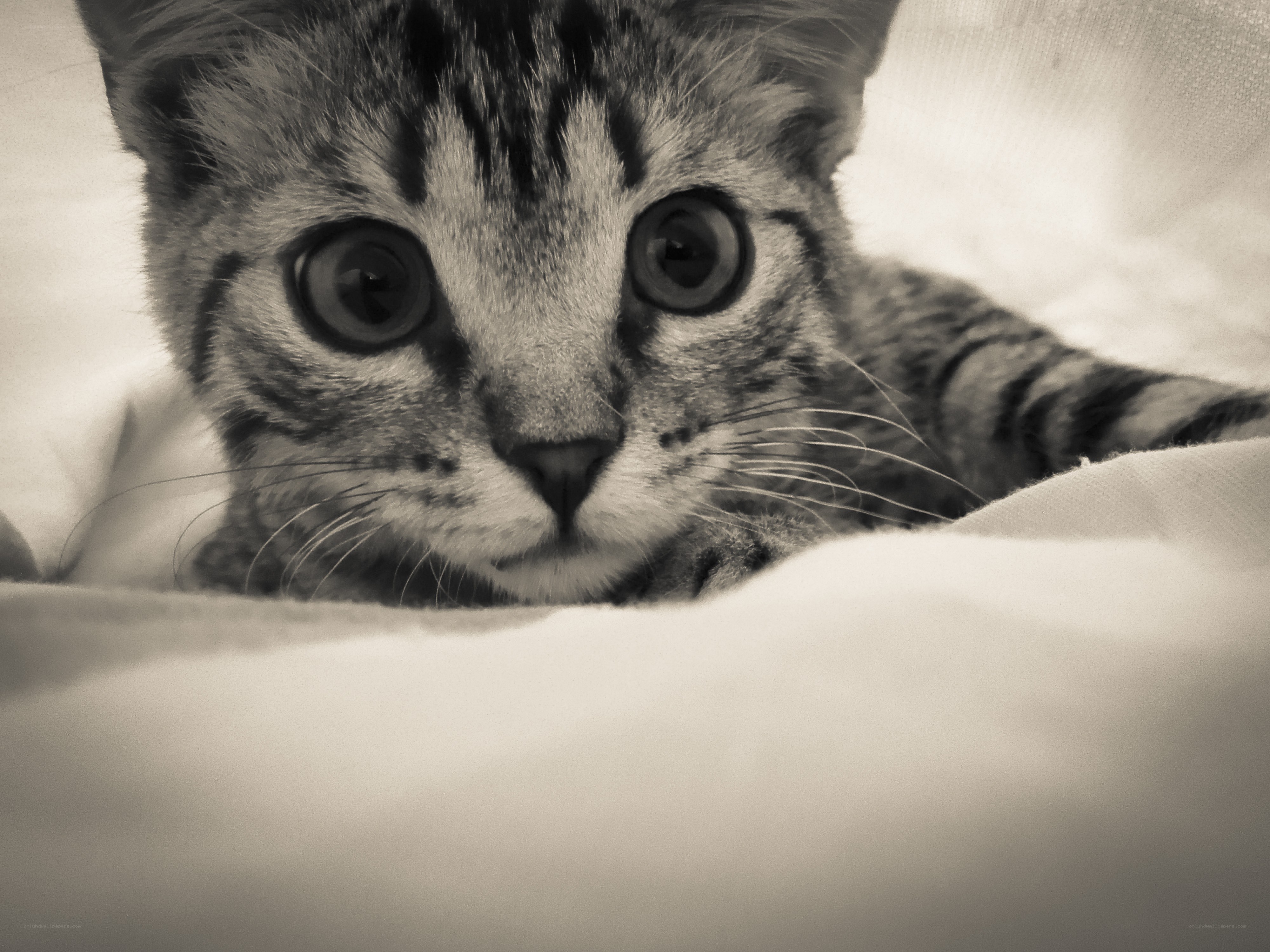 kitten peeking from blanket