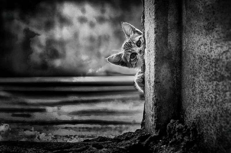 Kitten Peeking from Corner — Black