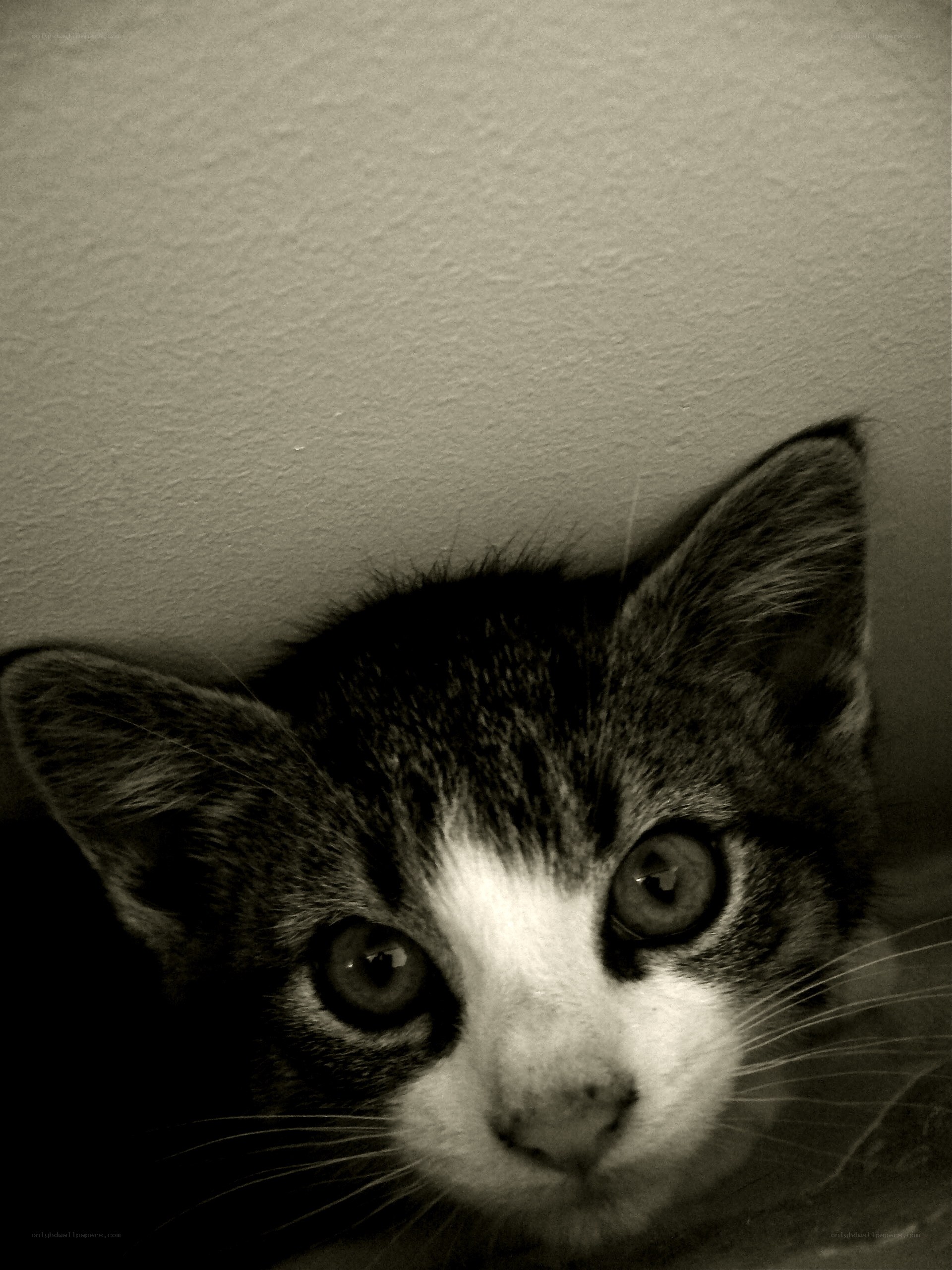 kitten peeking from corner