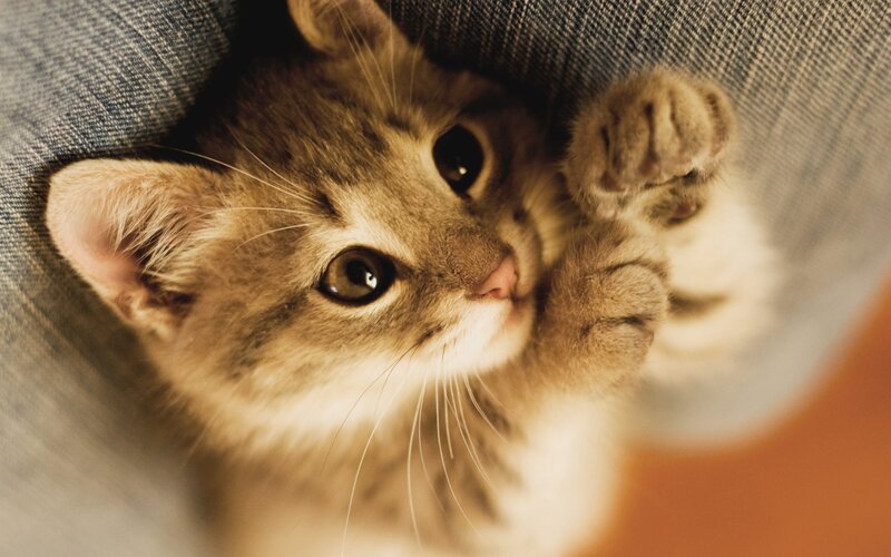kitten peeking from denim