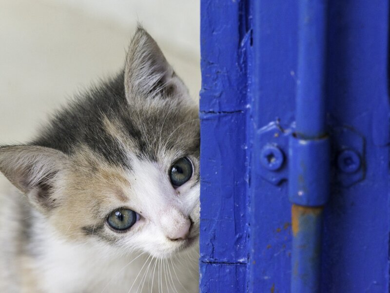 Kitten Peeking from Door — Blue