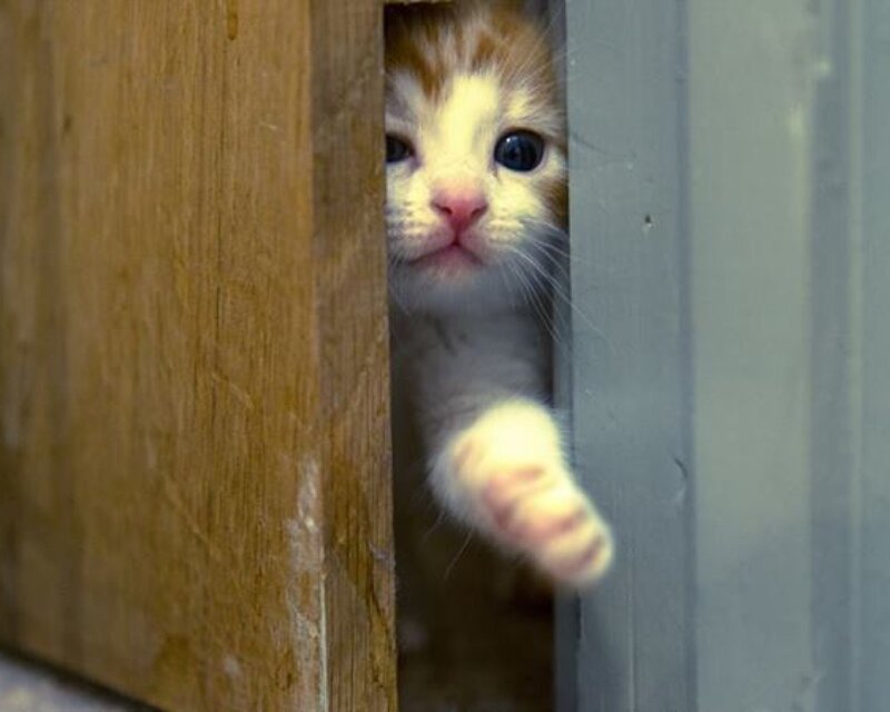 Kitten Peeking from Door