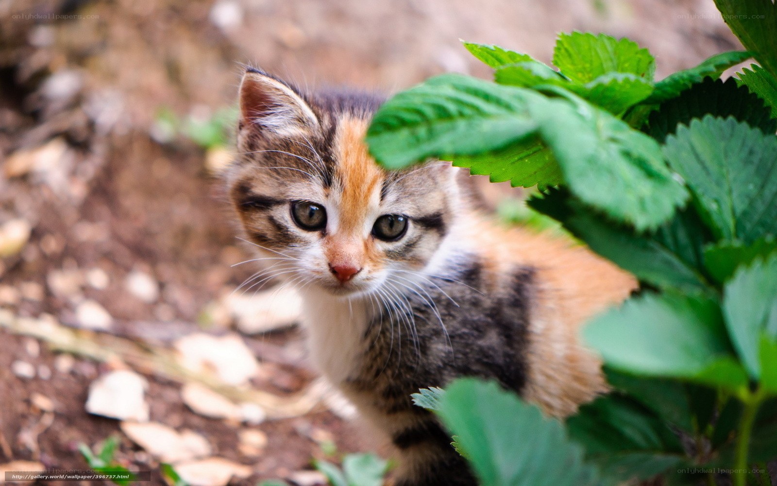 kitten peeking from foliage