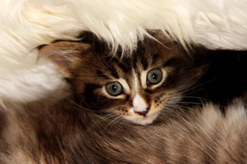 kitten peeking from fur