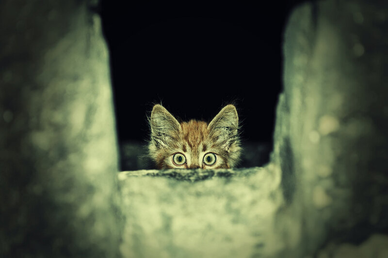 Kitten Peeking from Gap