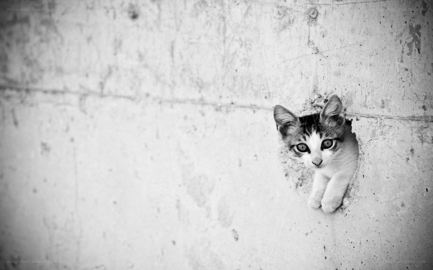 kitten peeking from hole