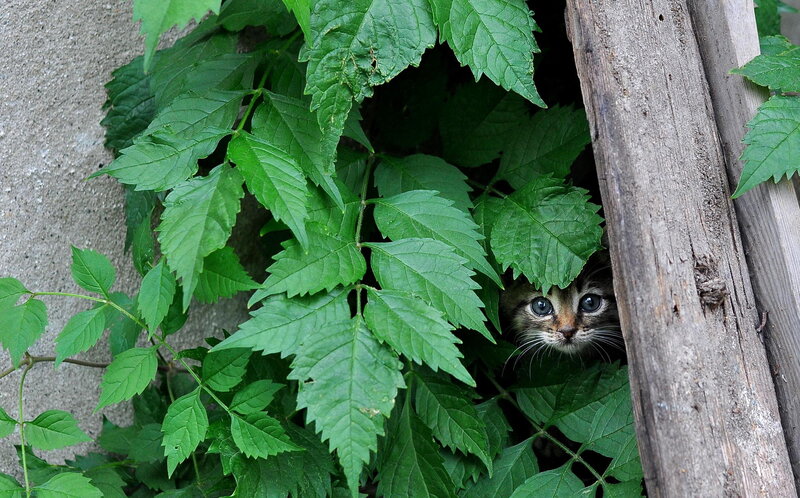 Kitten Peeking from Leaves