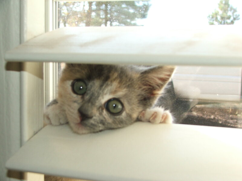 kitten peeking from shelf