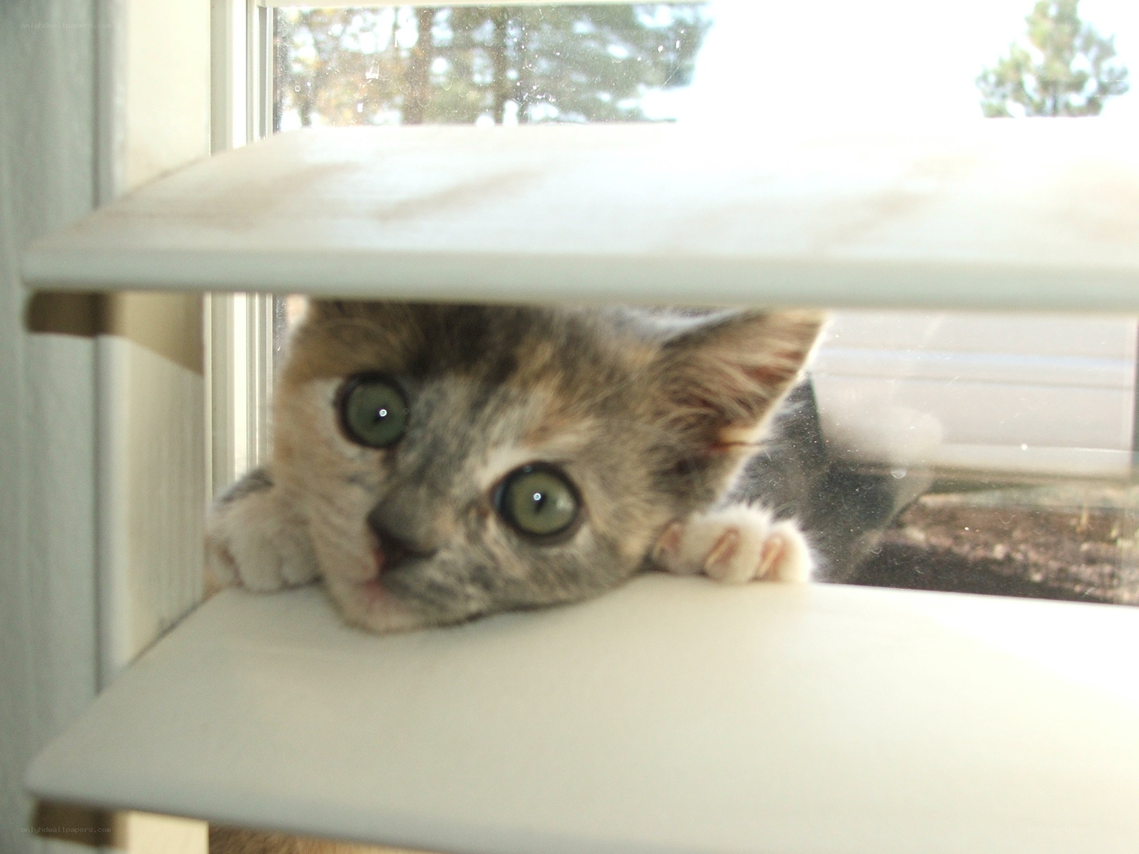 kitten peeking from shelf