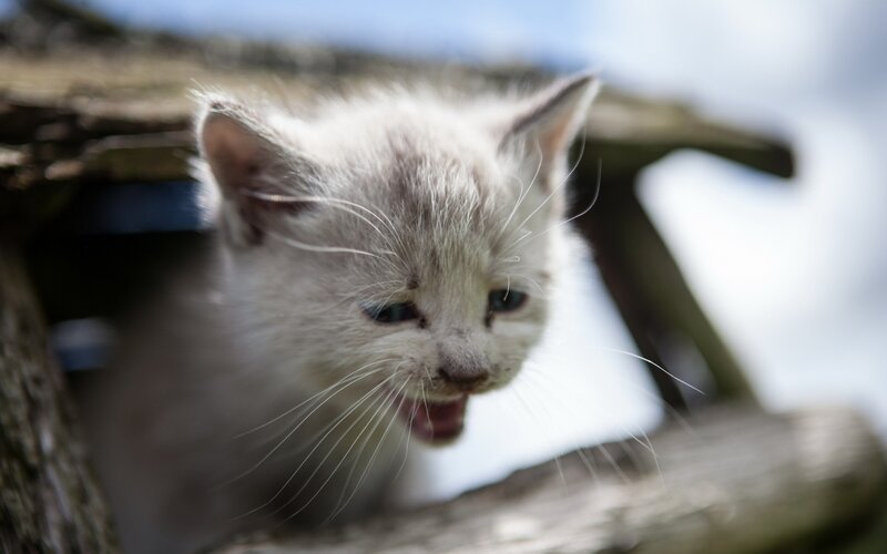 kitten peeking from shelter