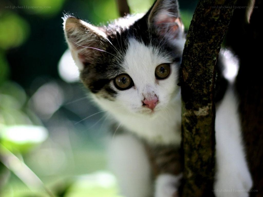 kitten peeking from tree