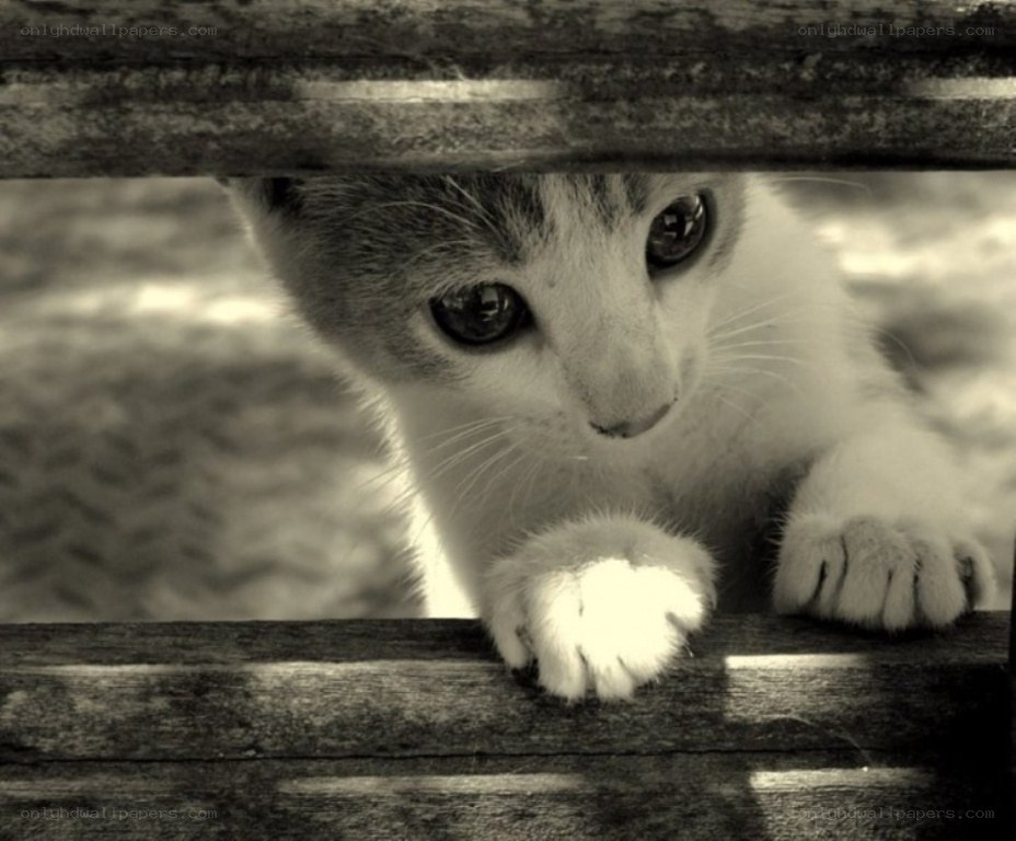 kitten peeking from under bench